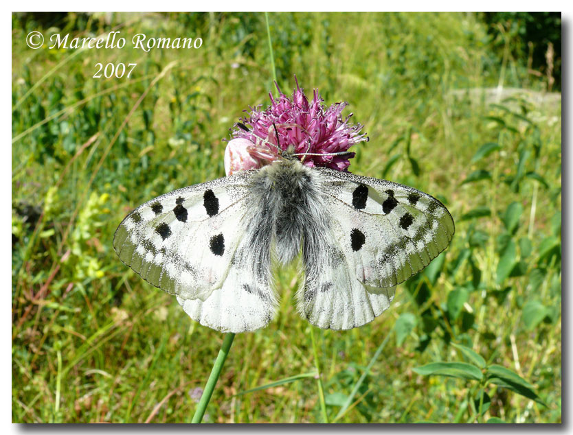 Parnassius apollo, ovvero: l''apparenza inganna!